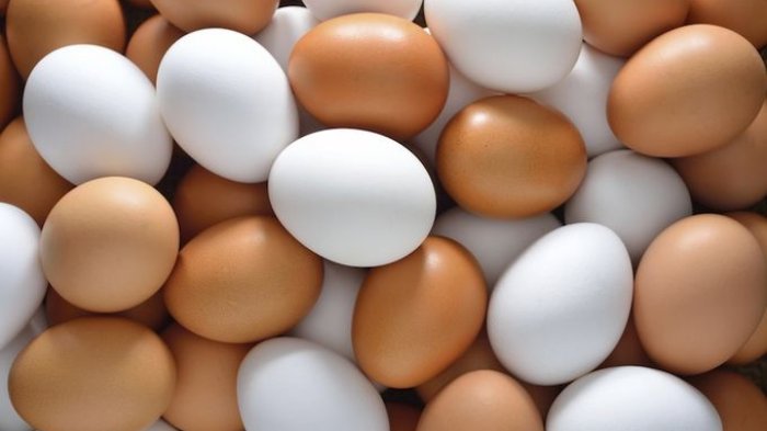 Perbedaan Khasiat Telur